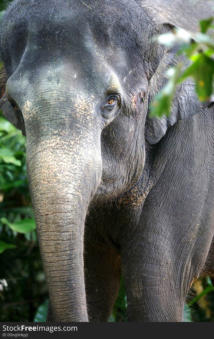 Asian Elephant