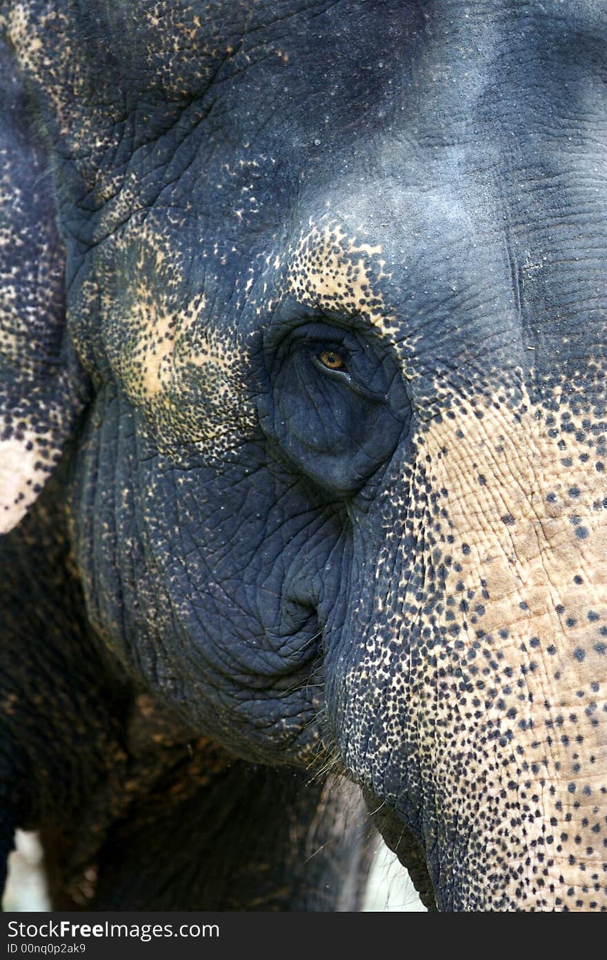 Asian Elephant