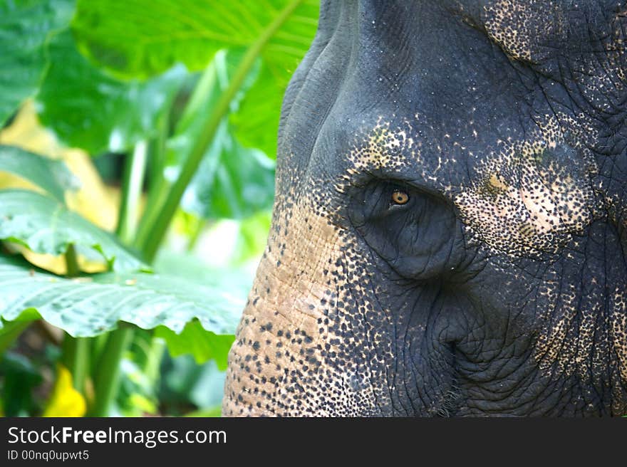 Asian Elephant