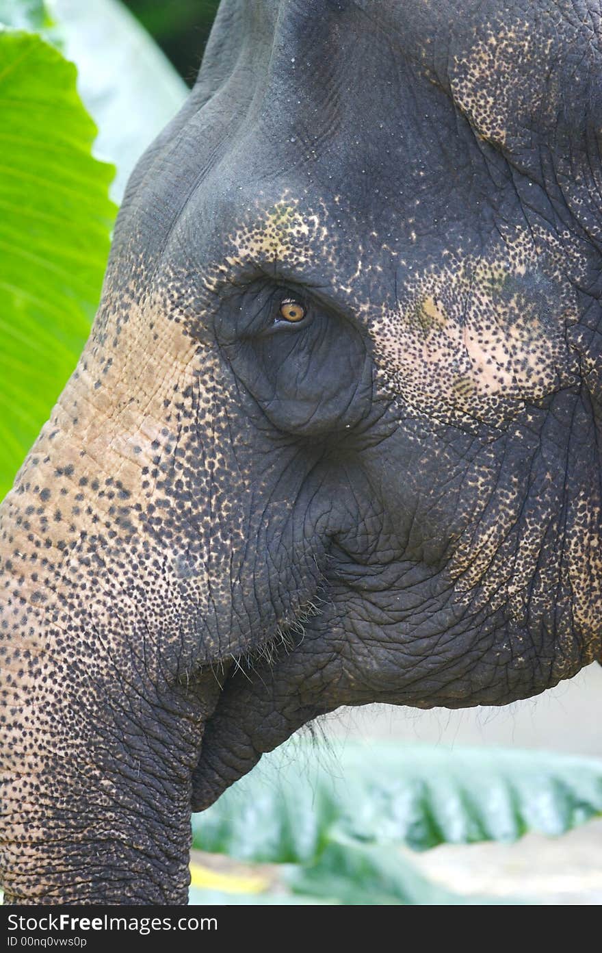 Asian Elephant