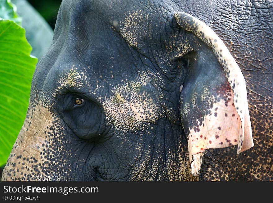 Asian Elephant