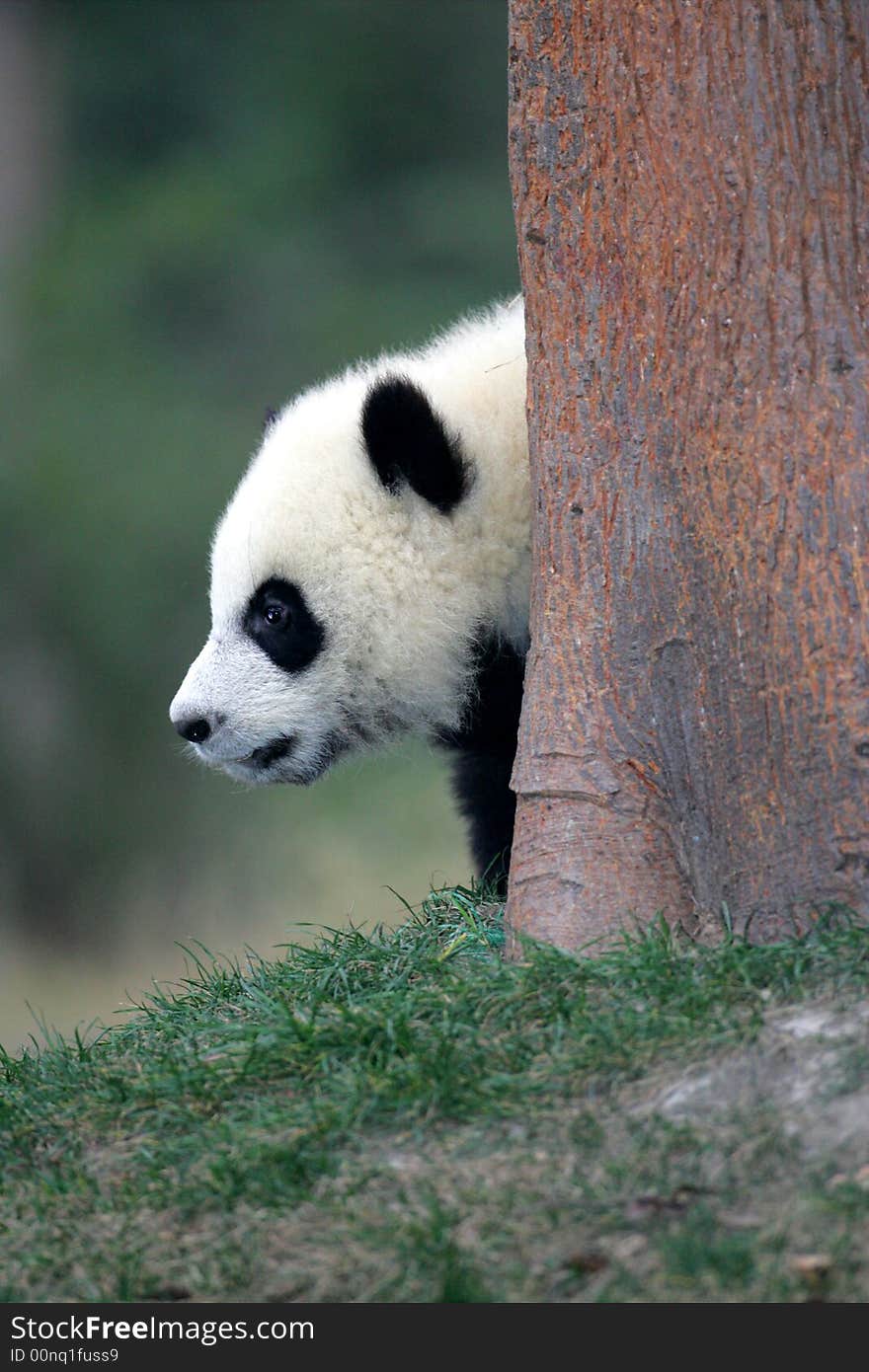 Giant Panda Cub