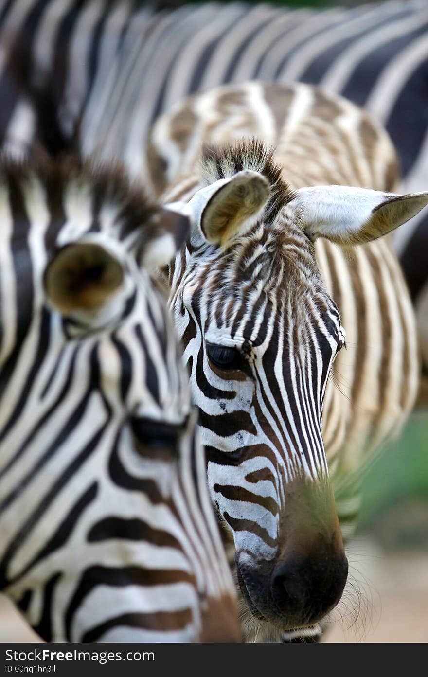 Zebra