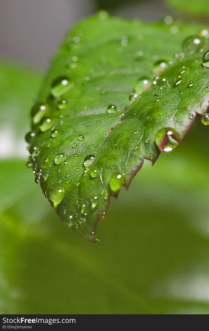 Small drop on blade of grass with green background. Small drop on blade of grass with green background