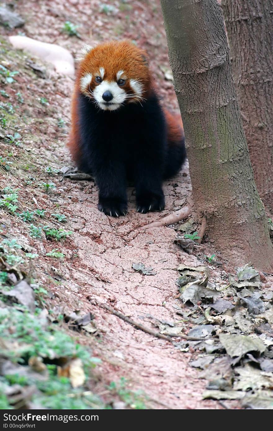 A shot of a red panda