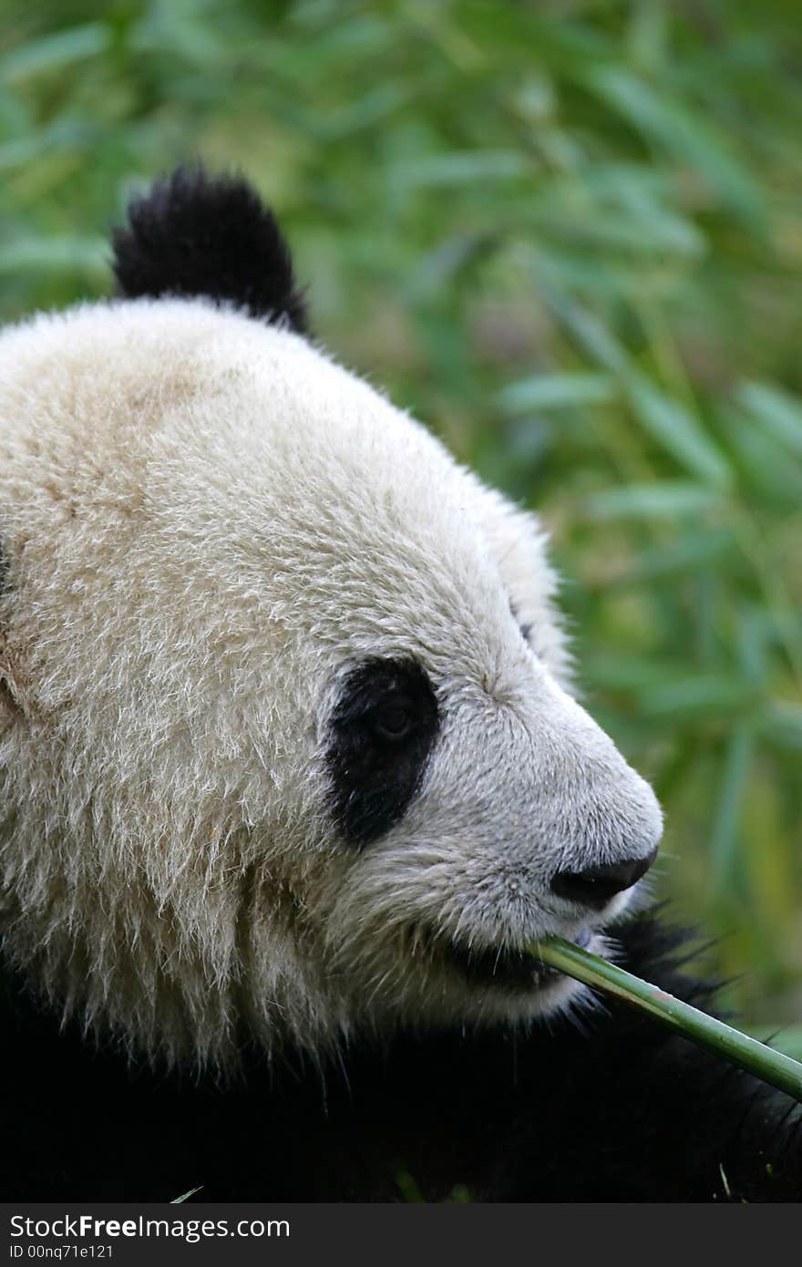 A shot of a giant panda cub