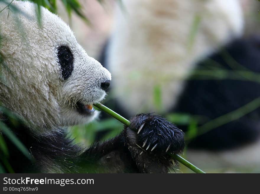 Giant Panda