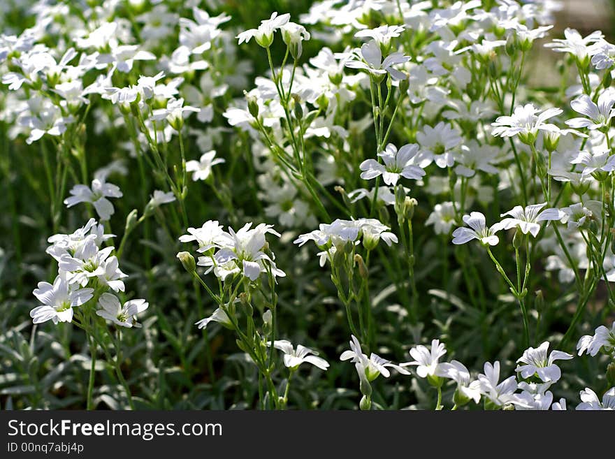 White flowers