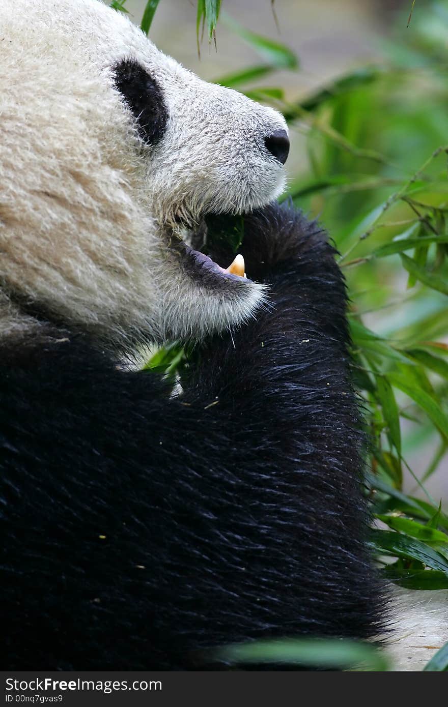 Giant Panda