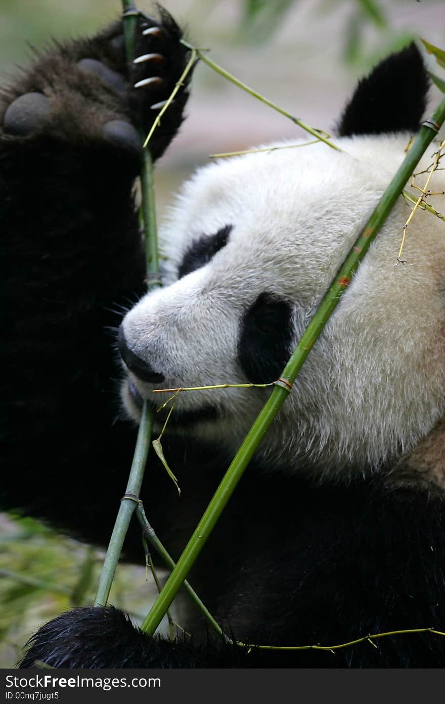 Giant Panda