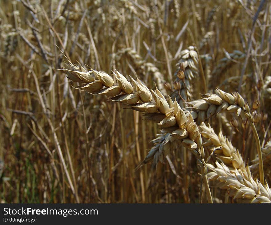 A detail view at a wheat field. A detail view at a wheat field.