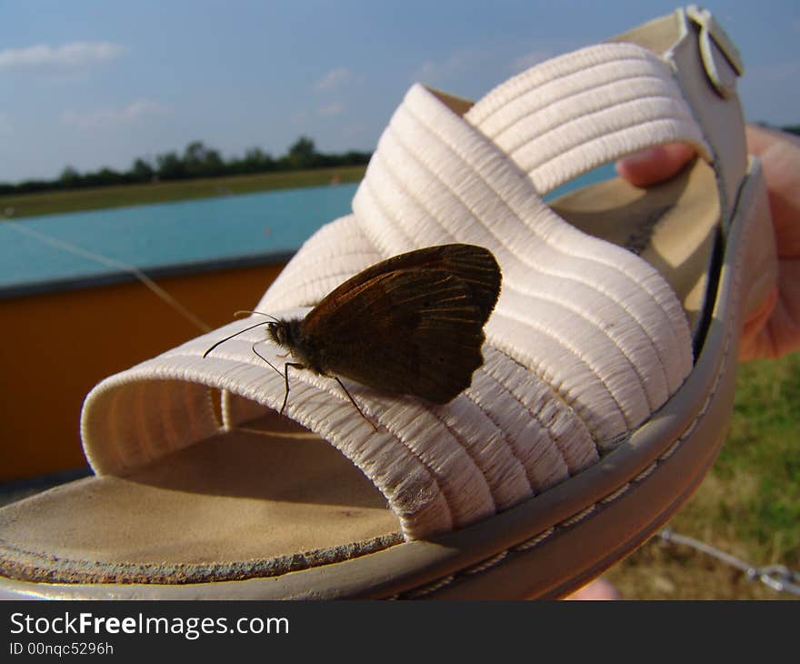 A butterfly at a break on a shoe. A butterfly at a break on a shoe.