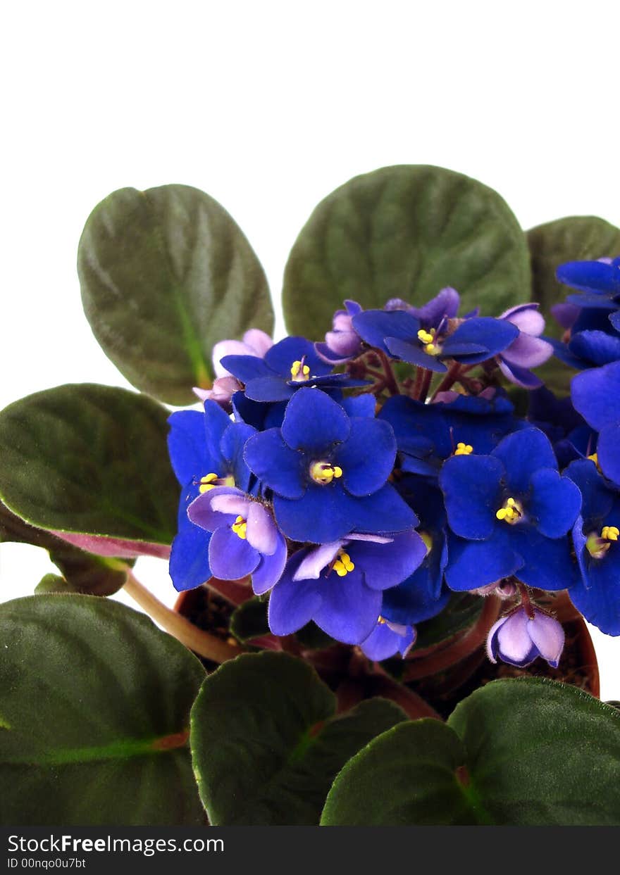 Violet  flowers on white background