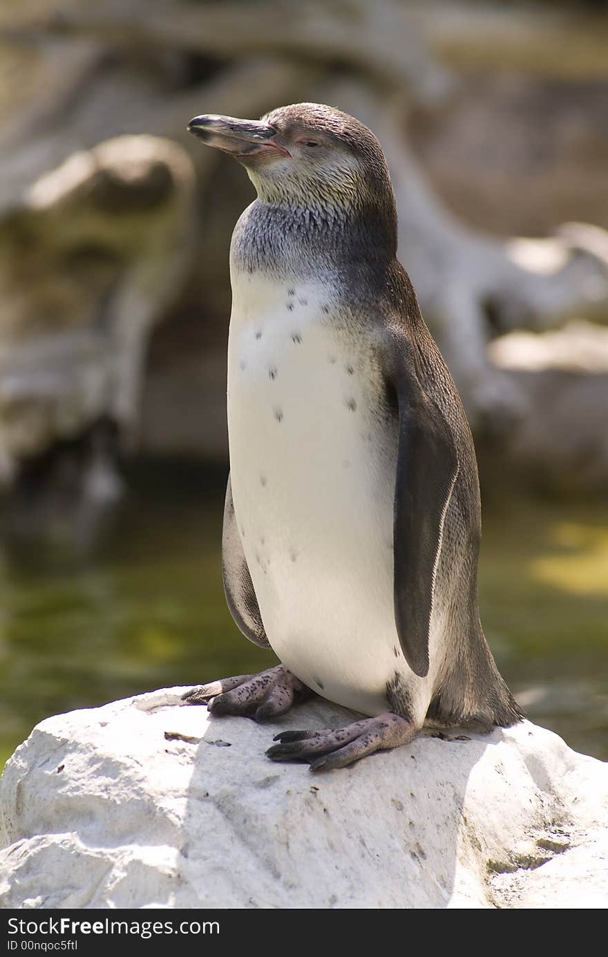 Image of a penguin on a rock