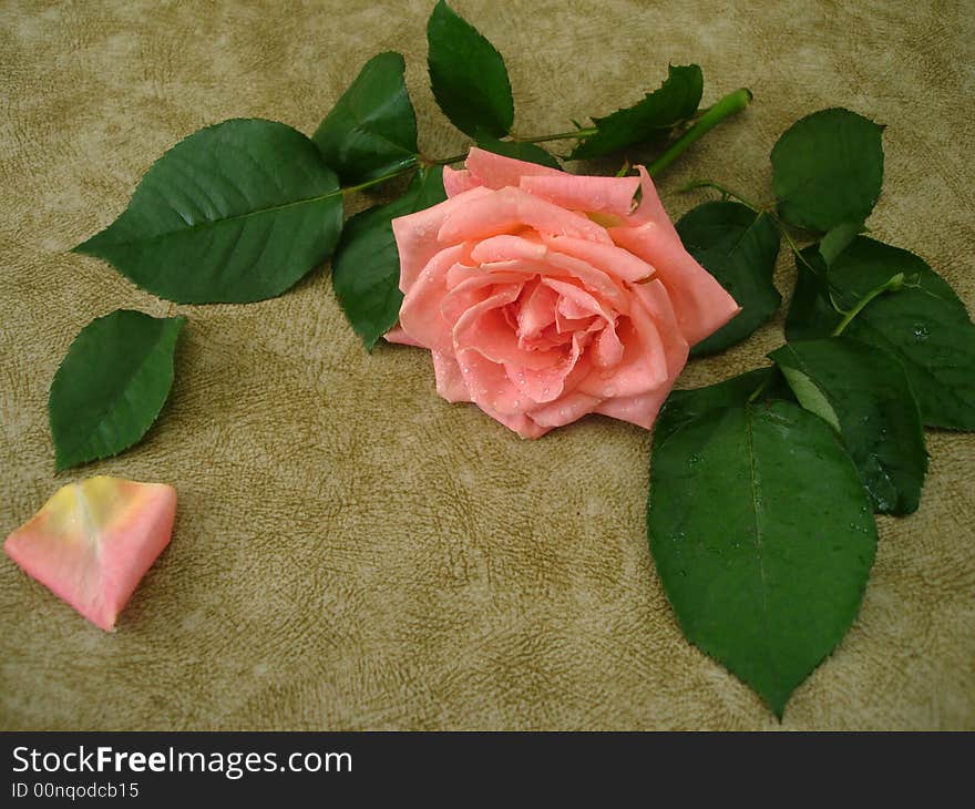 Pink rose for decoration over background