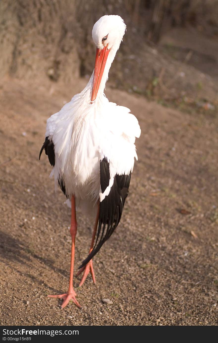 White stork