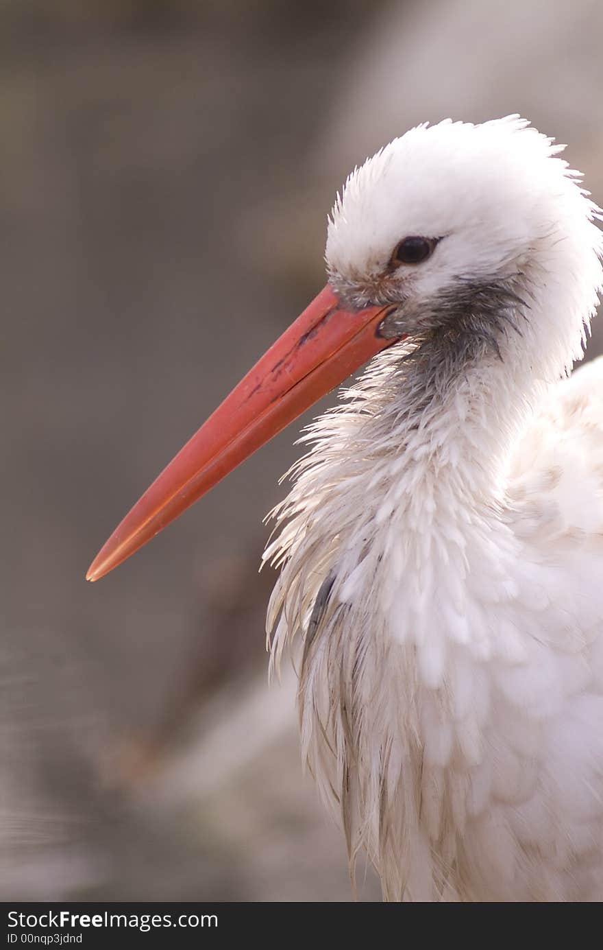 Stork