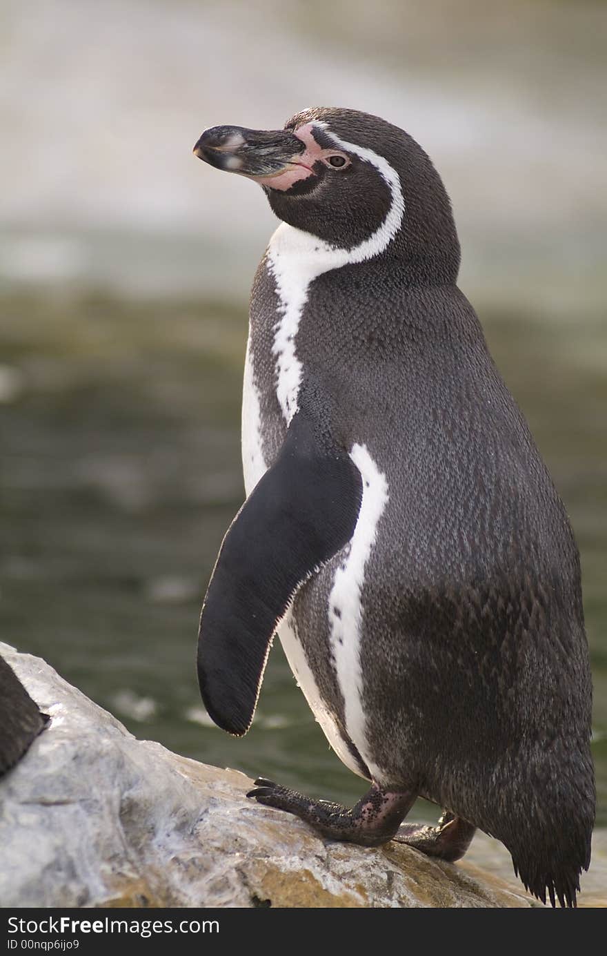 Image of a penguin on a rock