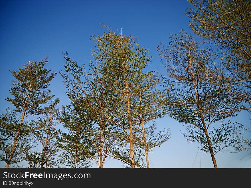 Looking up at a tree in the sky. Looking up at a tree in the sky