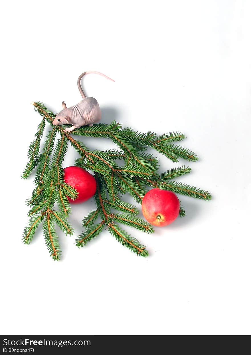 Rat sitting on a branch of fur-trees near to red apples. Rat sitting on a branch of fur-trees near to red apples