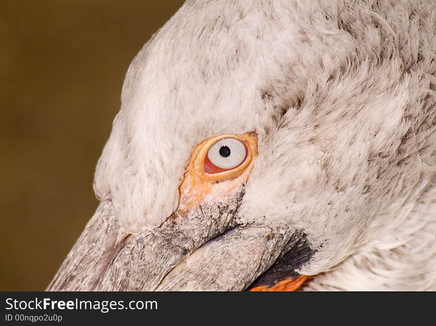 Dalmatian pelican