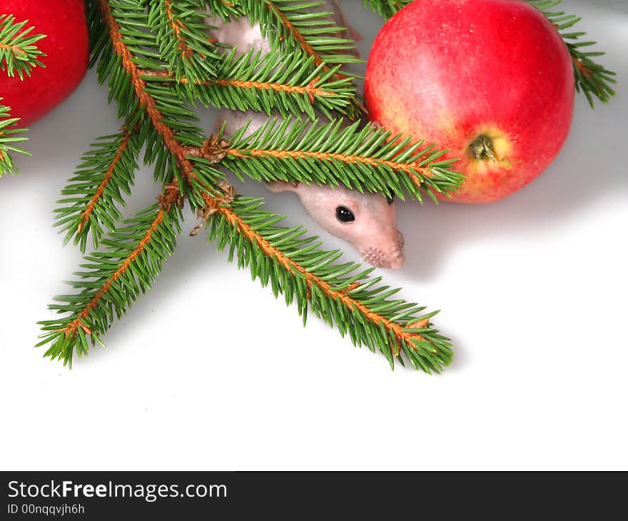 The rat looks from on branches of fur-trees and a red apple. The rat looks from on branches of fur-trees and a red apple