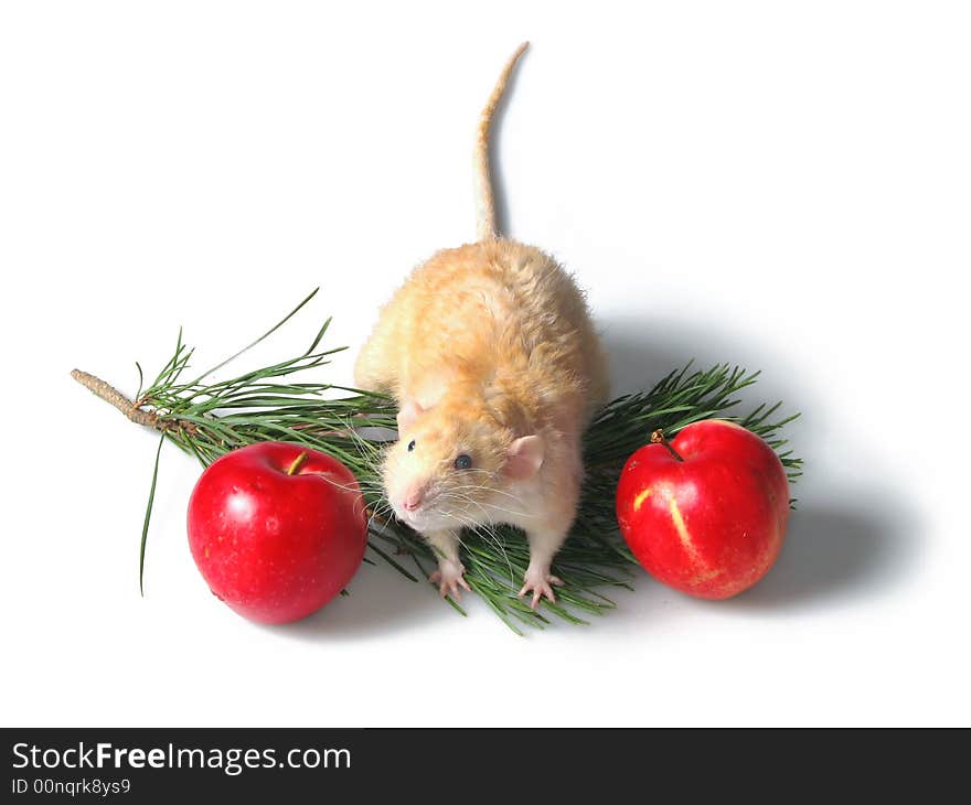 Two rats about a branch of a New Year tree 4