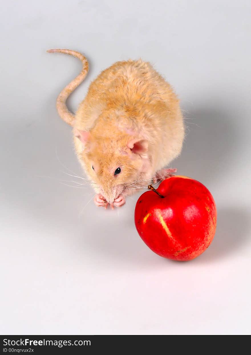 The shaggy rat washes before meal. Sitting next a red apple