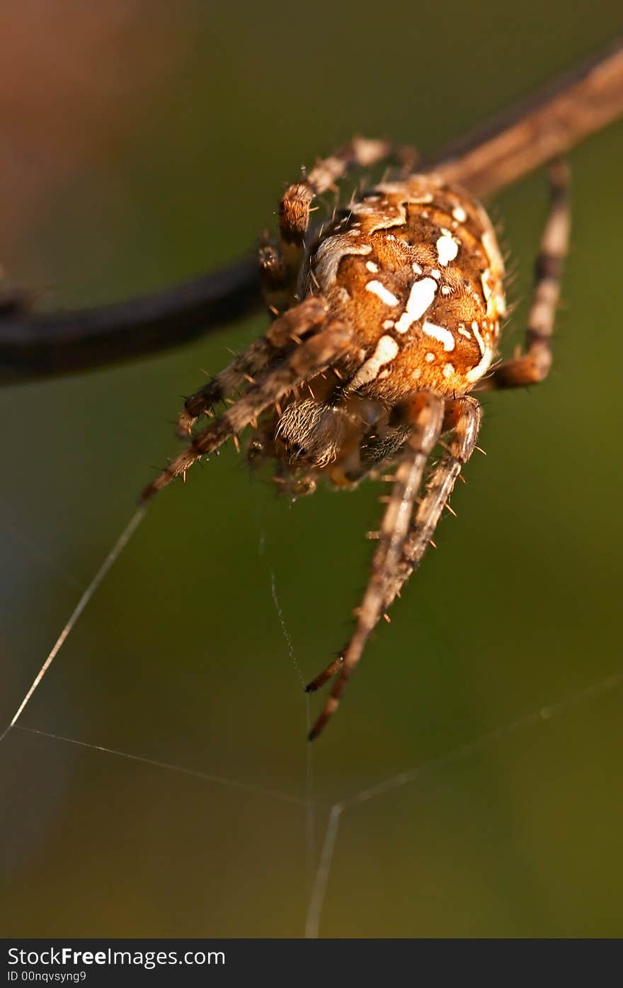 Closeup of a cross spider in its web