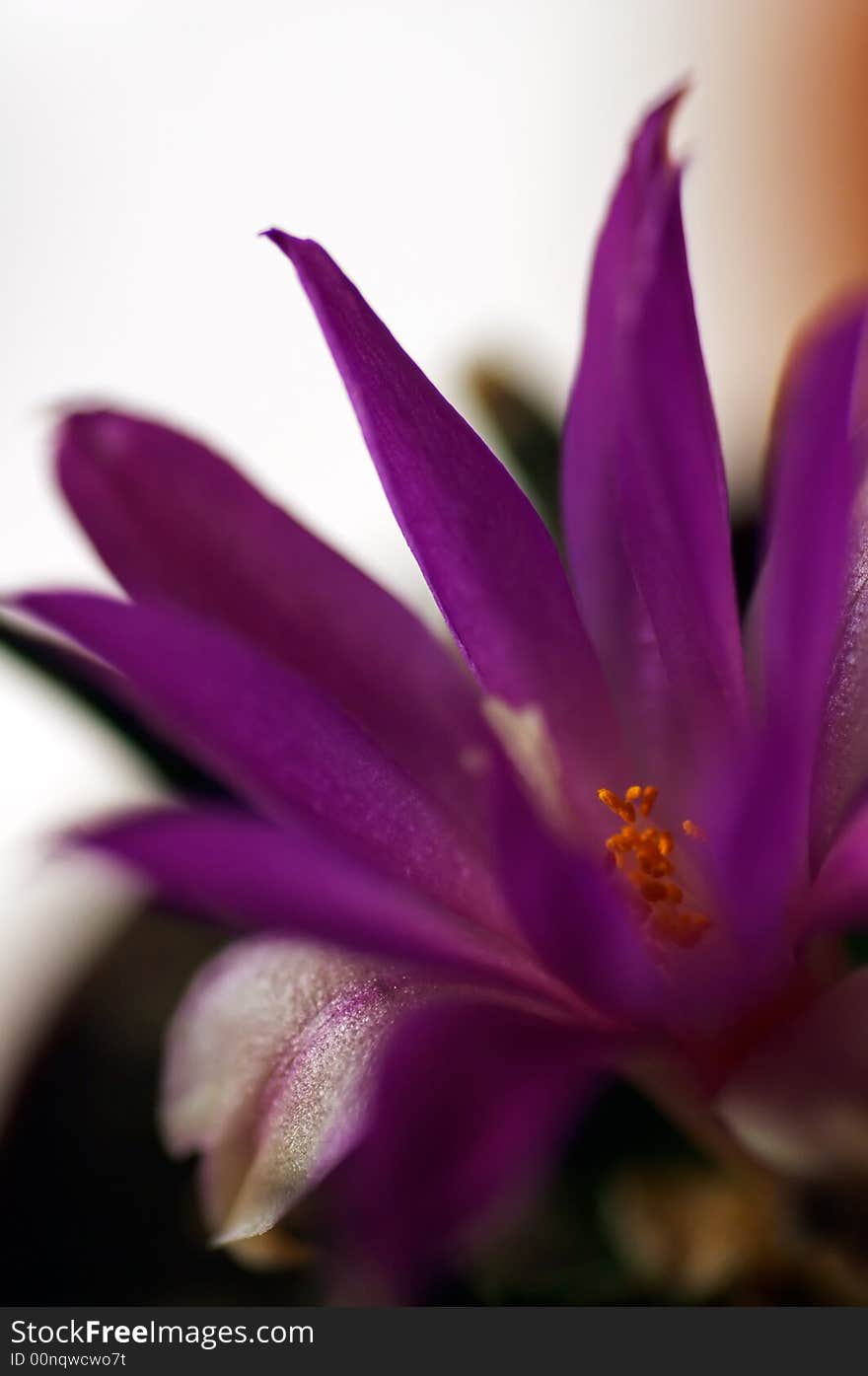 Rare ariocarpus agavoides in bloom