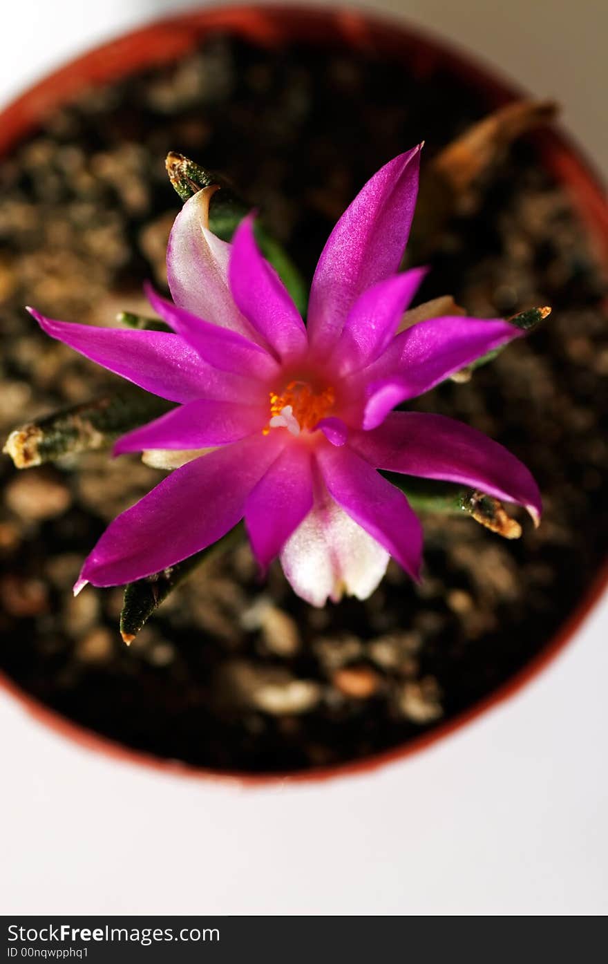 Ariocarpus