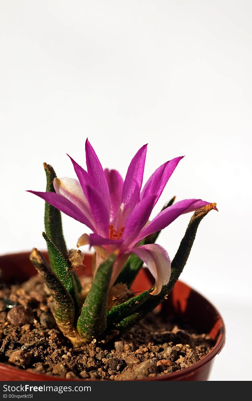 Ariocarpus