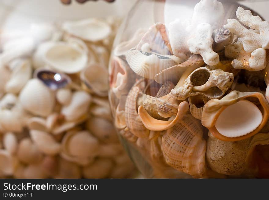 Shells In The Dose - Home Decoration. Shells In The Dose - Home Decoration