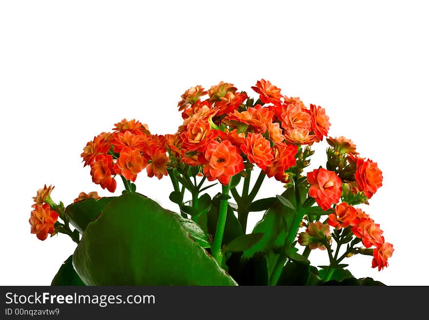 Red tiny flower isolated on white