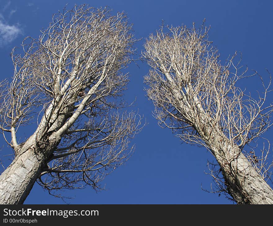 Twin trees in the winter, Germany. Twin trees in the winter, Germany