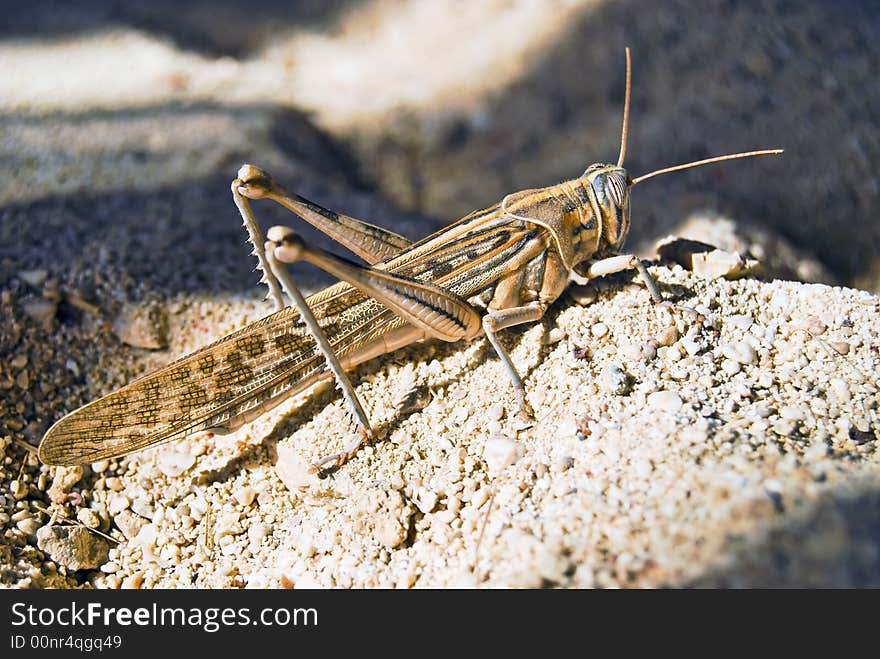 Grasshopper on sand