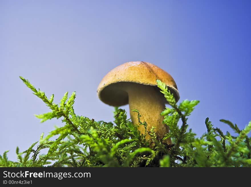 Moshroom in moss with blue background