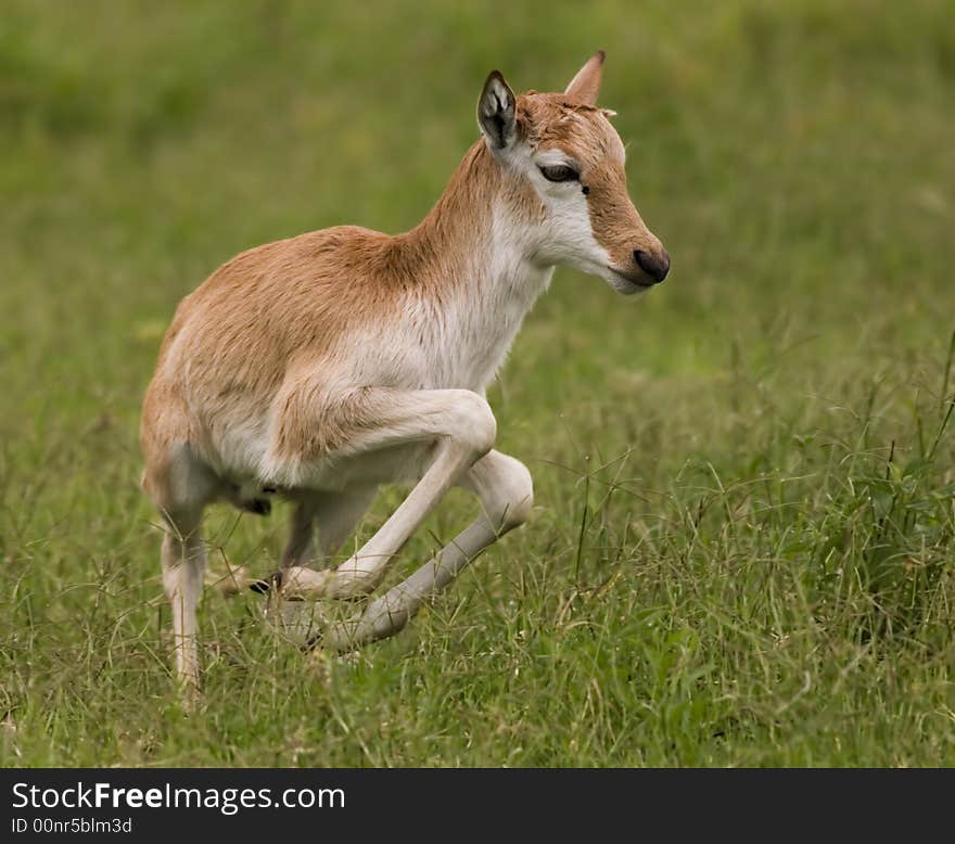 A young fawn leaps off the ground!. A young fawn leaps off the ground!