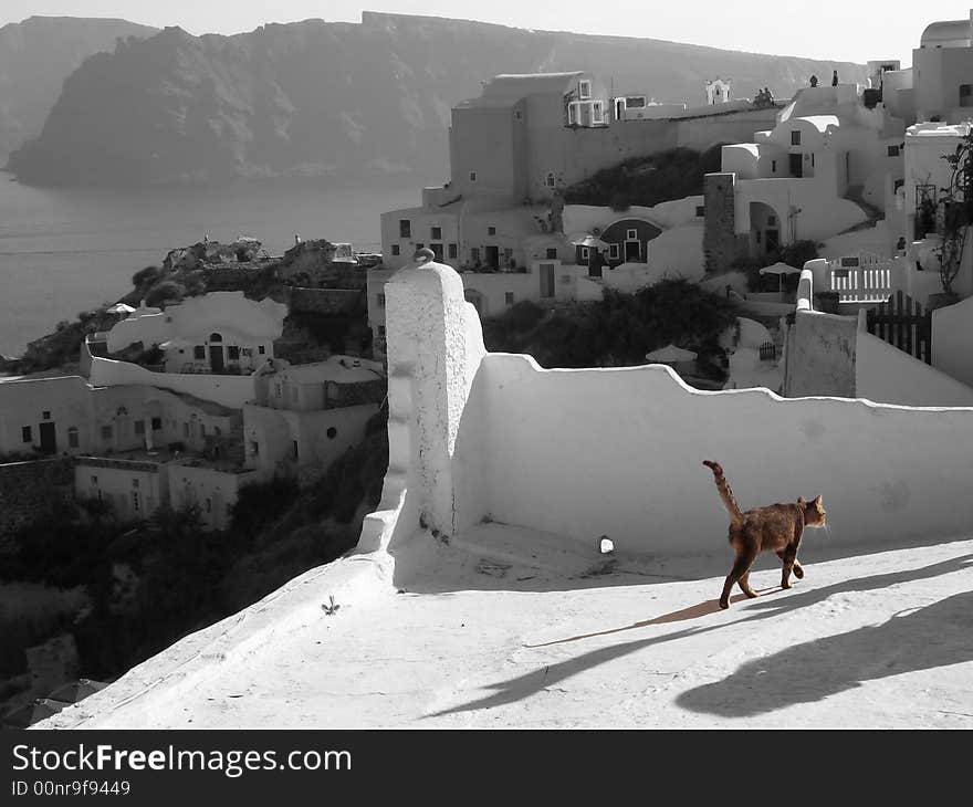 Cat strolling on a roof terace on Santorini, Greece. Cat strolling on a roof terace on Santorini, Greece