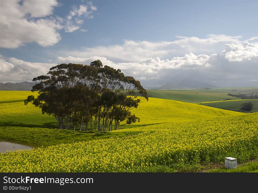 Canola fields of the Western Cape, South Africa