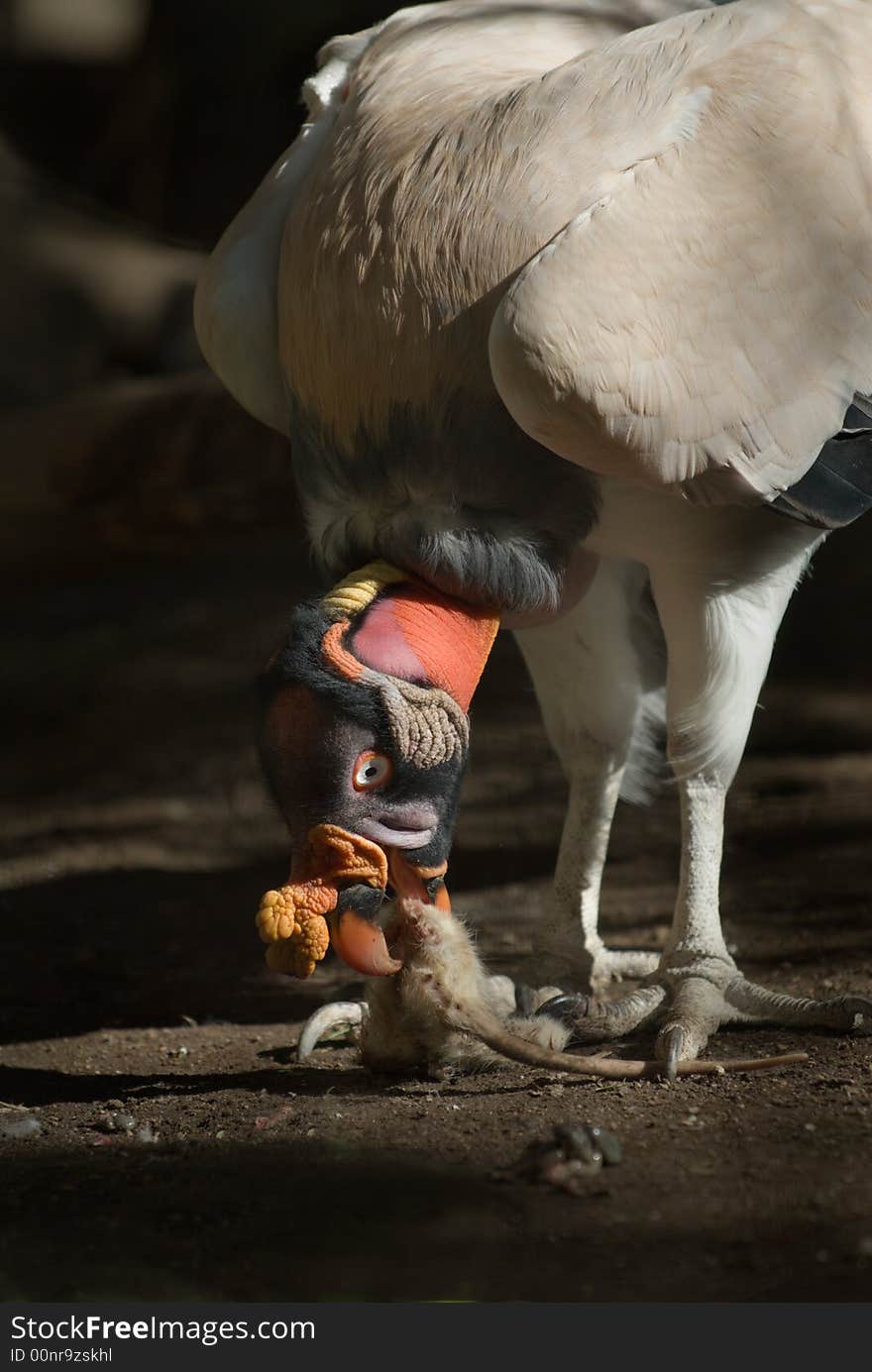 King Vulture Eating