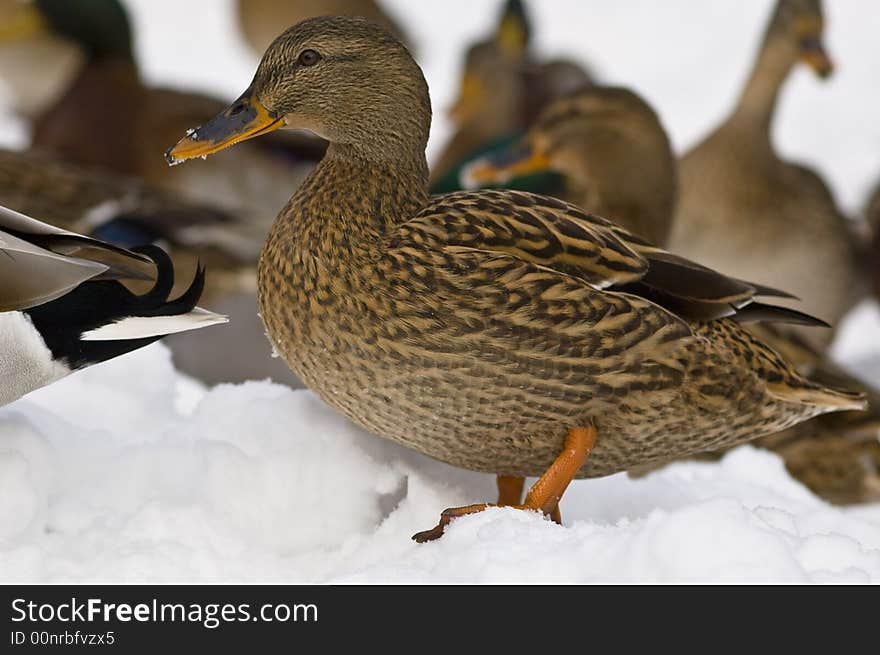 Duck is on snow. This time is very cold.