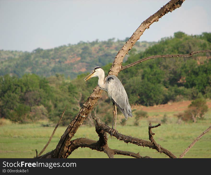 Grey Heron