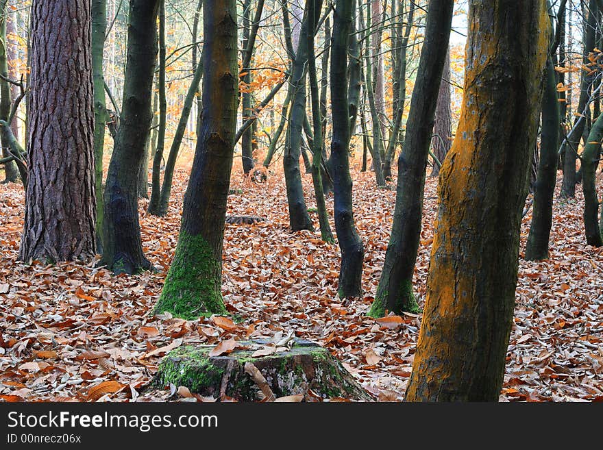 Autumn forest wild fall landscape