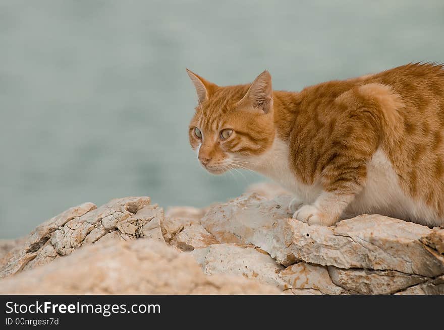 Ginger cat