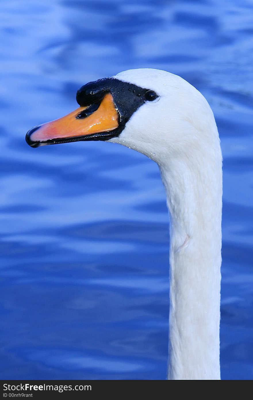 Peaking Swan