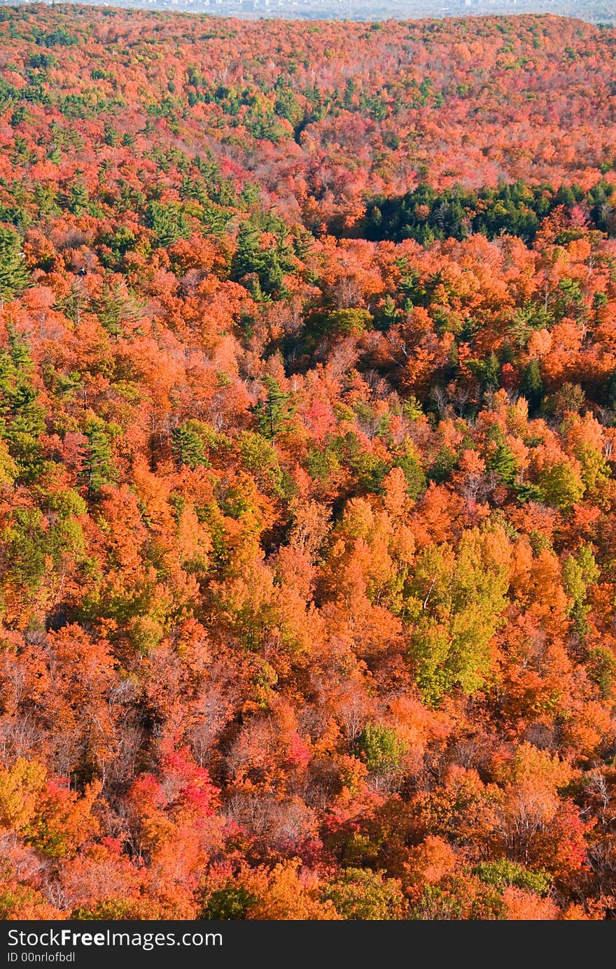 Autumn forest viewed from above with lots of colors. Autumn forest viewed from above with lots of colors