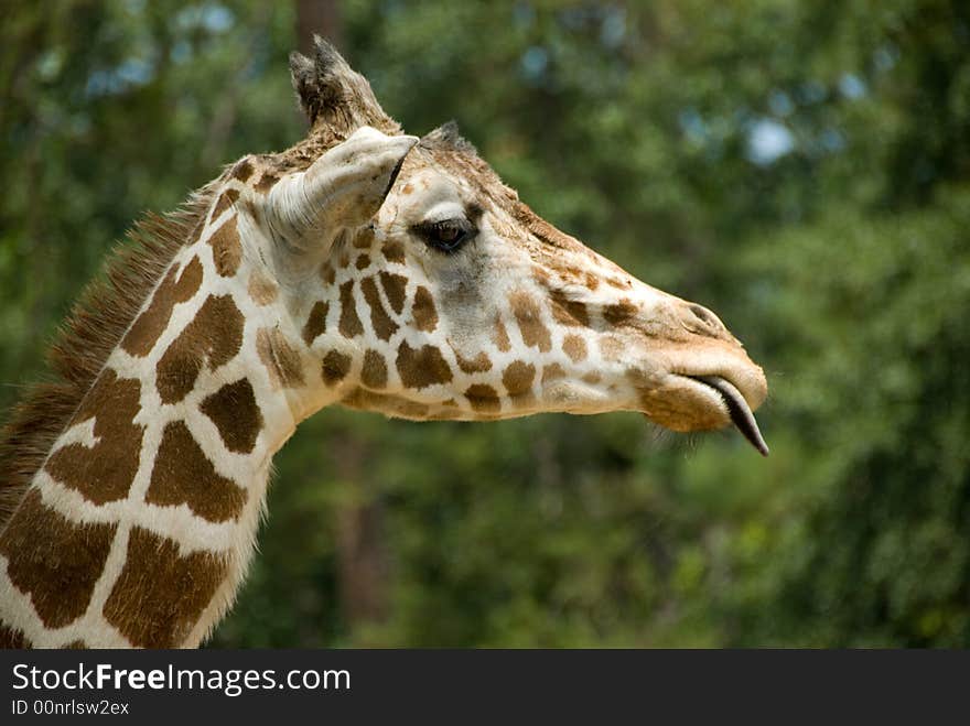 A close up of a giraffe stick out his tongue. A close up of a giraffe stick out his tongue.