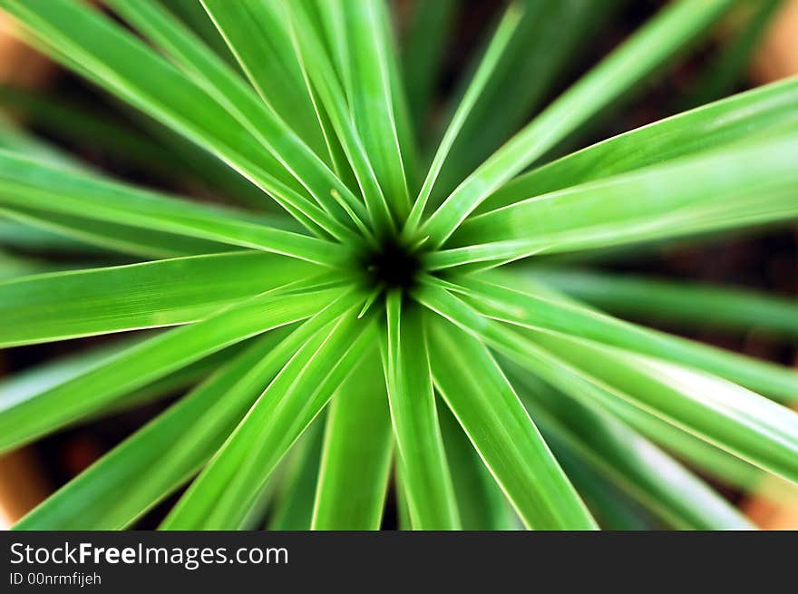 Close up a green plant