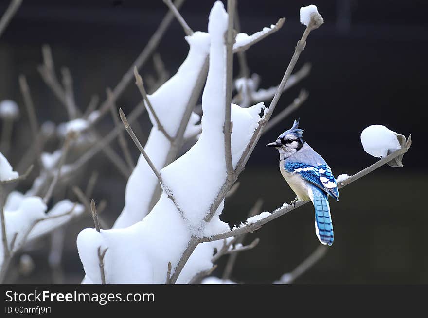 A picture of a blue jay on a limb after a snow fall. A picture of a blue jay on a limb after a snow fall